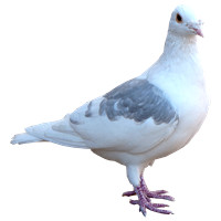 white-pigeon-transparent-background