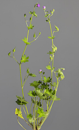 (MHNT)_Geranium_molle_-_Habit