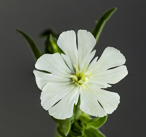(MHNT)_Silene_latifolia_-_Female_flower_