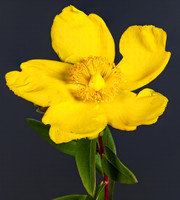(MHNT)_Hypericum_patulum_-_flower