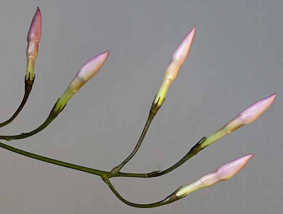 (MHNT)_Jasminum_polyanthum_-_flower_buds_HD