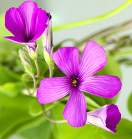 (MHNT)_Oxalis_articulata_-_Flowers