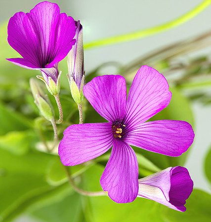 (MHNT)_Oxalis_articulata_-_Flowers