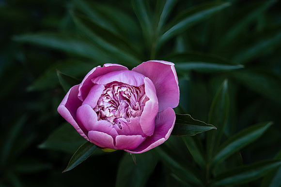 andre-ouellet-5qSJIl9e1Yc-unsplash