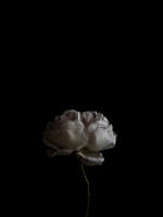 annie-spratt-XU6YsObqDbo-unsplash