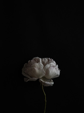annie-spratt-XU6YsObqDbo-unsplash