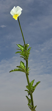 (MHNT)_Viola_arvensis_-_flower_and_leaves