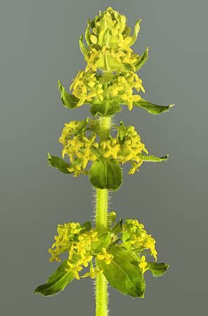 (MHNT)_Cruciata_laevipes_-_Inflorescence