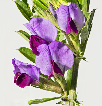 (MHNT)_Vicia_sativa_-_flowers