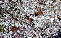 (1)Beowa_NP001