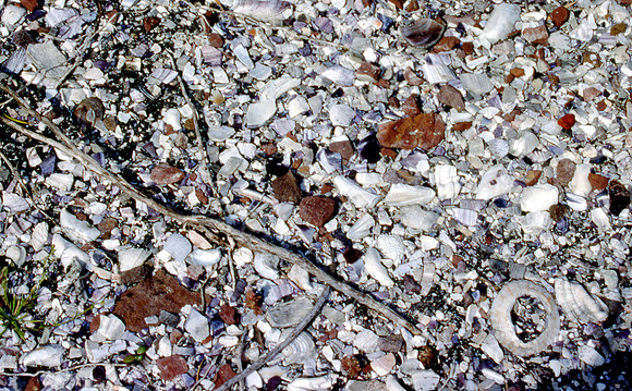 (1)Beowa_NP001