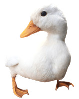 waddling-duck