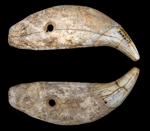 (Toulouse)_Dent_d_ours_percée_-_Grotte_Duruthy_-_Musée_de_Toulouse_MHNT.PRE2010.0.13.1