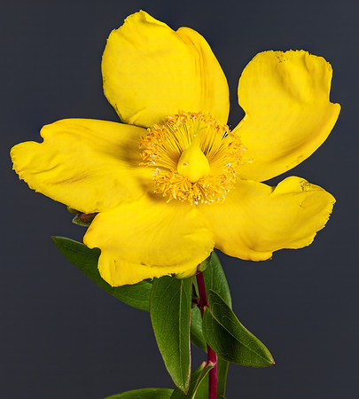 (MHNT)_Hypericum_patulum_-_flower