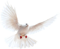 white-dove-transparent-background
