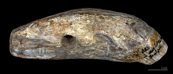 (Toulouse)_Dent_d_ourse_percée_et_gravée_d_un_poisson_-_Grotte_Duruthy_-_Musée_de_Toulouse_MHNT.PRE2010.0.13.4.