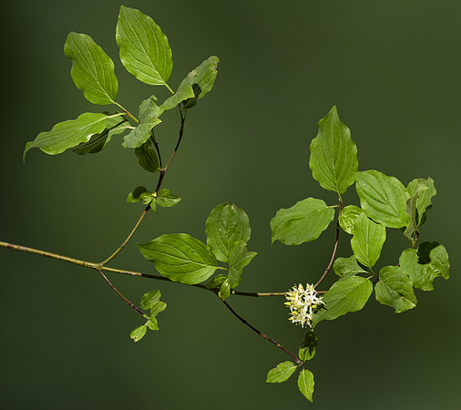 (MHNT)_Cornus_sanguinea_-_leaves_and_flowers
