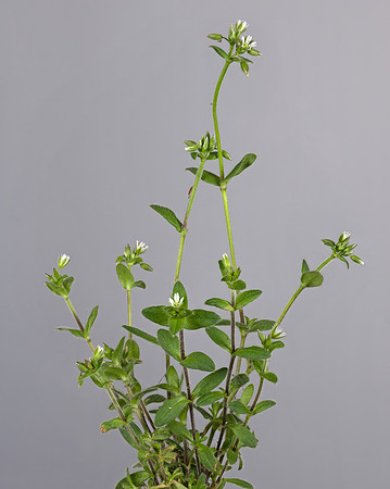 (MHNT)_Cerastium_glomeratum_-_habitus